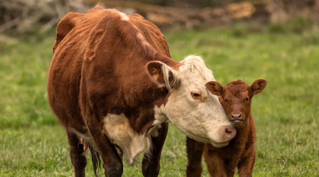 A cow and a calf standing on a field of grass