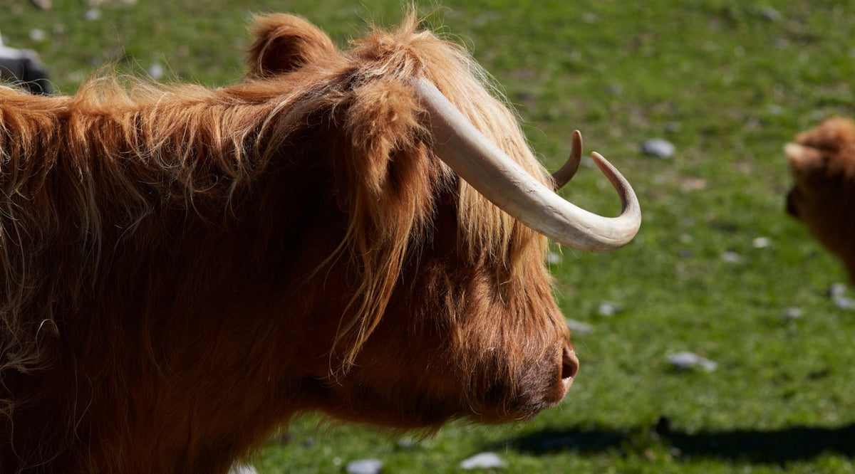 Vitamin K in Beef Liver OneEarthHealth