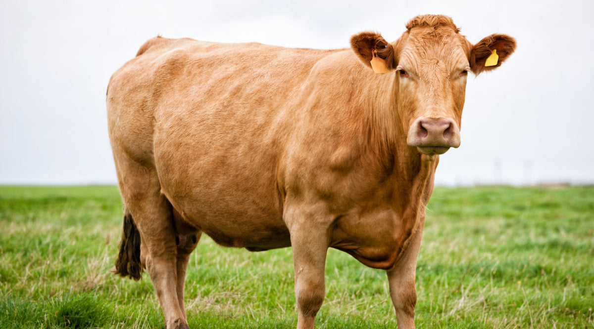 Do Beef Kidneys Have Iron? OneEarthHealth