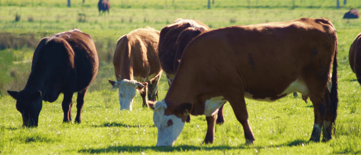 Vitamin B12 in Beef Kidneys OneEarthHealth