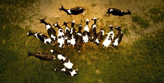 Black and white cows grazing, aerial view of the herd—One Earth Health