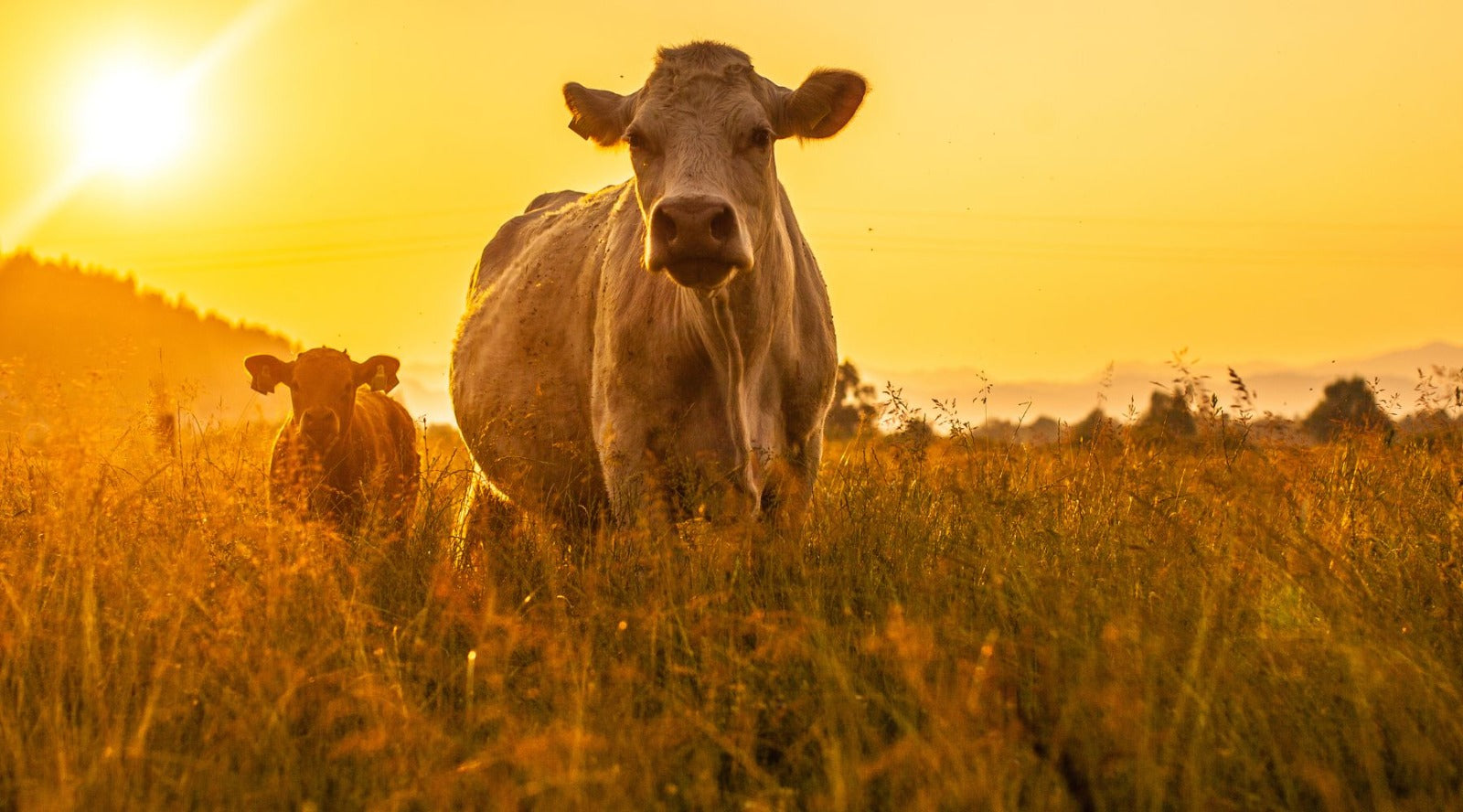 Is New Zealand Beef Good? – OneEarthHealth