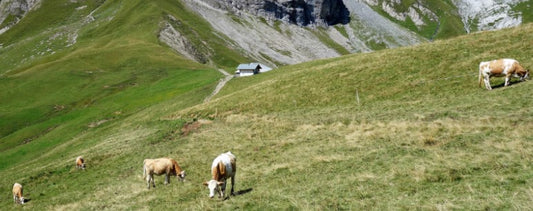 Healthy cows grazing on a luscious mountain slope, grass-fed and finished cattle that produce high-quality beef packed with coenzyme Q10